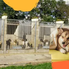 Construction d'un chenil pour chiens de chasse. Plusieurs chiens sont dans des enclos. Un chien corgi est confortablement installé sur un canapé.