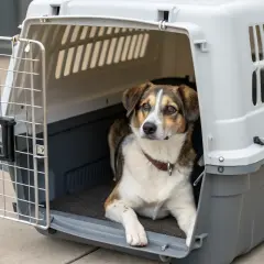 Un chien brun et blanc se repose dans une cage de transport ouverte. La fermeture de la cage est visible sur le côté.