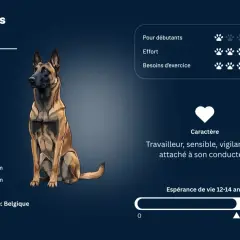 Le Malinois, travailleur et vigilant, a pour point faible du malinois sa sensibilité. Il n'est pas idéal pour débutants.