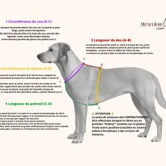 Le chien est mesuré pour un tour de poitrail. Les points C et D sont indiqués pour la mesure.