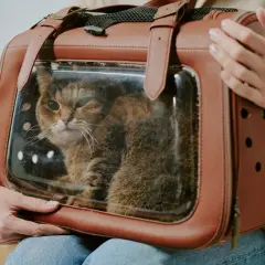 Un chat tigré dans une **soute animaux avion** de transport marron, prêt pour un voyage.
