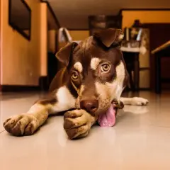 Mon chien se ronge les ongles, allongé sur le sol brillant. Ses yeux dorés fixent l'objectif, sa langue rose pendante.