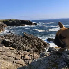 Un bouledogue français profite d'un séjour camping dog friendly en Bretagne, contemplant la mer agitée et les falaises rocheuses.