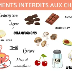 Liste des 30 aliments dangereux pour les chiens : raisins, oignons, chocolat, alcool, champignons, avocat, ail, sel, cerises, noix de macadamia, thé, pâte à pain crue.