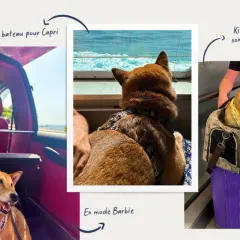 Chien Shiba Inu en voyage en Italie, profitant du bateau pour Capri. La nouvelle loi sur les chiens en Italie semble bien accueillie par ce voyageur canin.