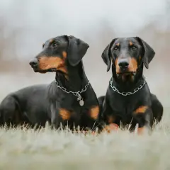 Deux dobermans clairs, aux robes noires et feu, se prélassent dans l'herbe, leurs chaînes argentées brillant doucement.