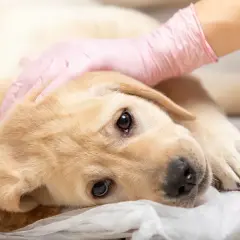 Un chiot labrador est examiné par un vétérinaire. Il pourrait souffrir de mégaoesophage chien.