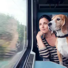 Une femme et son chien regardent par la fenêtre d'un train. Ils voyagent paisiblement, espérant ne pas recevoir d'amende pour chien SNCF.