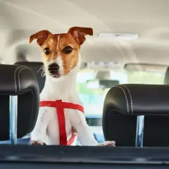 Petit chien en harnais rouge, prêt pour le voyage en voiture, respectant la norme IATA pour le transport animalier.