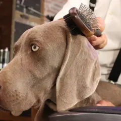 Un Weimaraner au poil court est peigné avec une brosse pour chien.