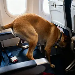 Un chien dans un avion, prêt à faire pipi sur le siège.