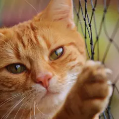 Un chat roux curieux regarde à travers un filet. Il rêve peut-être d'un voyage en air transport, mais le tarif animal est un obstacle.