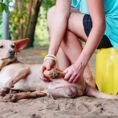 Une femme examine la patte d'un chien qui boite, allongé sur le sable.