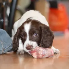 Un adorable chiot barf, tout blanc et marron, ronge un os de viande crue sur le sol.