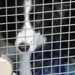 Un chien border collie attend patiemment dans une cage norme IATA, prêt pour son voyage.