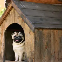 Carlin dans sa niche en bois. À quel âge un chien peut-il dormir dehors ? Ce petit compagnon semble prêt pour l'aventure !