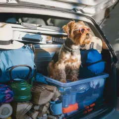 Un chien avec des lunettes de soleil est prêt pour les vacances dans le coffre d'une voiture rempli de matériel de camping. Une question se pose : ou mettre son chien quand on part en vacances ?