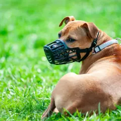 Un chien brun au repos sur l'herbe, portant une muselière filet noire.