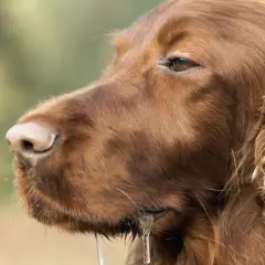 Un chien mal de mer, un setter irlandais brun, bave abondamment, le regard perdu dans le vague.