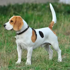 Un beagle au poil blanc, brun et noir, avec une queue haute et fière. On se demande pourquoi couper la queue des chiens, car elle est si expressive !