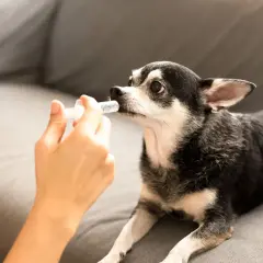 Une main donne un anti douleur pour chien à un chihuahua sur un canapé.