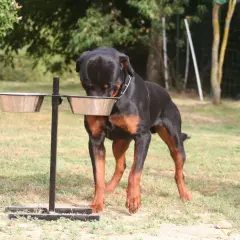 Un rottweiler noir et brun se penche sur ses gamelles, prêt pour son alimentation.