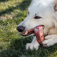 Un chien blanc ronge un os à mâcher, un os à mâcher chien dangereux qui pourrait se briser.
