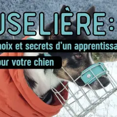 Conseils pour choisir et réussir l'apprentissage de comment mettre une muselière à votre chien.