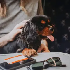 Un adorable cavalier king charles, prêt pour son voyage en avion, avec un téléphone et des lunettes de soleil sur la tablette.