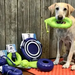 Un chien tient un jouet vert dans sa gueule, entouré de jouets pour chiens, dont une balle flottante.