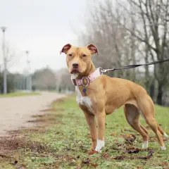 Un pitbull chien au pelage fauve, portant un collier rose, se tient sur l'herbe à côté d'un chemin.