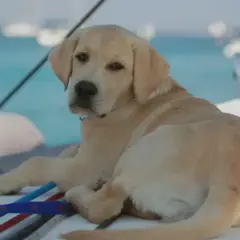 Un chiot labrador se repose sur un bateau, profitant du soleil. Il est prêt pour une aventure en mer, mais pour l'instant, il se détend.