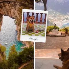 Un adorable chien profite de la vue sur la mer et la ville depuis une villa en Italie.
