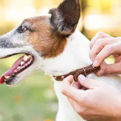 Un collier en cuir est ajusté autour du cou d'un Jack Russell terrier, prêt pour une promenade.