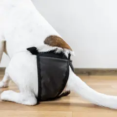 Une chienne porte une culotte hygiénique pour la protection pendant ses chaleurs.