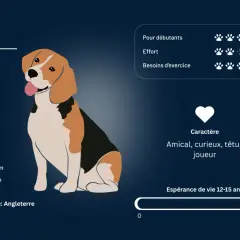 Un beagle chien, amical et joueur, aux couleurs classiques noir, brun et blanc. Il est originaire d'Angleterre.