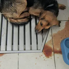 Un chien malade, peut-il guérir de la parvovirose ? Ce chiot, allongé sur une grille, semble faible. Des taches rouges au sol suggèrent une maladie grave.