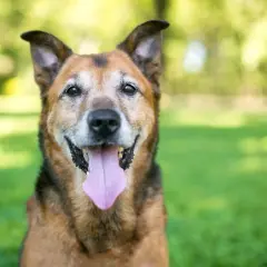 Un chien âgé, aux poils gris autour des yeux, sourit avec sa langue rose pendante. Sa sénilité canine ne l'empêche pas d'être heureux.