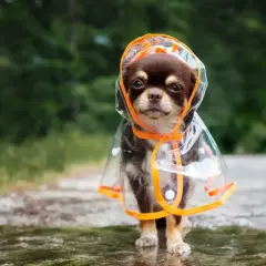 Un adorable chihuahua porte un imperméable transparent avec capuche, prêt à affronter la pluie.