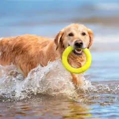Un chien mer, un golden retriever, nage joyeusement dans l'eau avec un jouet jaune dans la gueule, éclaboussant joyeusement.