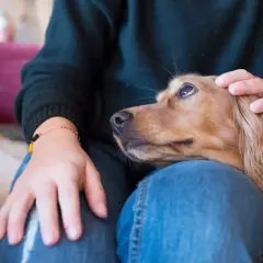 Un chien à l'adolescence, câliné par une main sur la tête, repose sur les genoux d'une personne en jean.