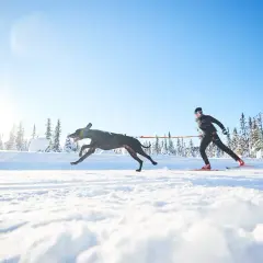Un chien noir court joyeusement dans la neige, tirant un skieur. Le soleil brille sur le paysage hivernal.