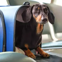 Un teckel noir et brun, prêt pour son voyage à Dubaï, attend patiemment dans son sac de transport bleu dans une salle d'attente.