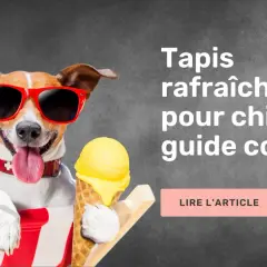 Chien cool avec lunettes de soleil et glace, profitant de son tapis rafraîchissant.