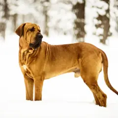 Un majestueux Fila Brasileiro, au pelage fauve, se tient fièrement dans la neige, le regard alerte vers l'horizon boisé.