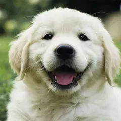 Un adorable mini golden retriever sourit, la langue sortie, dans l'herbe verte.