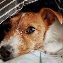 Un chien truffe chaude se repose sous une couette rayée, l'œil mi-clos, profitant d'un moment de douceur.