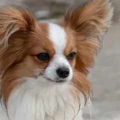 Un adorable chien épagneul papillon aux grandes oreilles, au pelage blanc et roux, regarde attentivement.