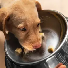 Un adorable chiot brun renifle des morceaux de banane dans sa gamelle.