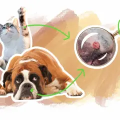 Un chat et un chien boxer sont représentés. Une loupe zoome sur une verrue sur la patte du chien.